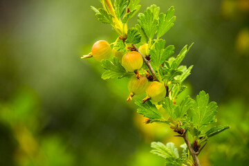 gooseberry fruit in nature on plant