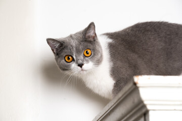 young curious british shorthair cat on top of white closet looking at camera