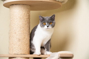 young blue white british shorthair cat sitting on scratching post