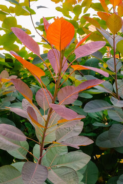 European Smoketree Leaves