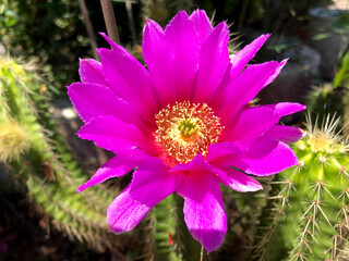 Obraz premium Amazing pink cactus flower from the garden