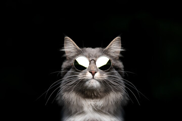 funny studio portrait of a blue tabby maine coon cat wearing sunglasses looking cool isolated on...