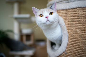 curious british shorthair cat inside of scratching barrel looking out - obrazy, fototapety, plakaty