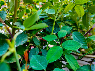 This is the green yellow light color leaves of the rose plant, this photo was taken in the park of Uttar Pradesh India in Jhansi.