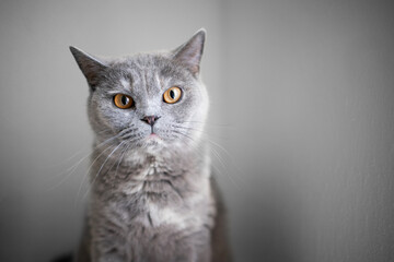 portrait of a beautiful british shorthair cat looking at camera with copy space