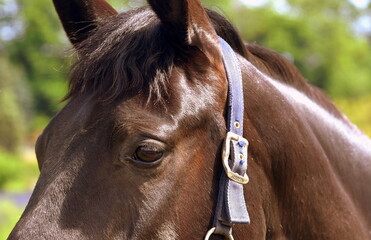Braunes Pferd mit gespitzten Ohren und glänzendem Fell