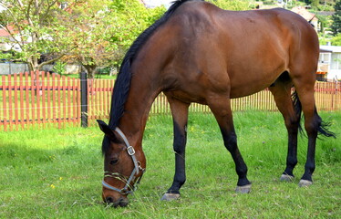 Pferd mit glänzendem braunen Fell beim Abgrasen einer Wiese