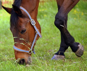 Pferd mit gl&auml;nzendem braunen Fell beim Abgrasen einer Wiese