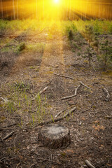Stump in the forest in sunlight. Forest Destruction. Deforestation, timber. Ecology problem concept