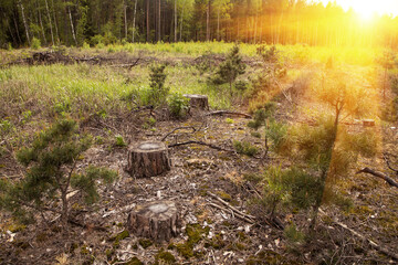 Stump in the forest in sunlight. Deforestation, forest destruction. Ecology problem concept