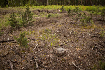 Naklejka na ściany i meble Stump in the forest. Deforestation, forest destruction. Ecology problem concept