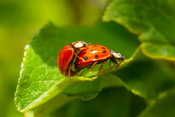 Harmonia axyridis, most commonly known as the harlequin, multicolored Asian, or Asian ladybeetle. Two ladybirds mating on a leaf. Conception close up.