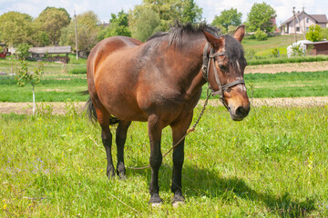 Horizontal photo of a grazing brown horse in a meadow