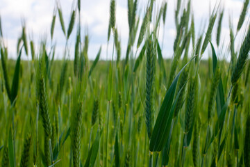 Barley field. Green ear closeup. Agricultural background.