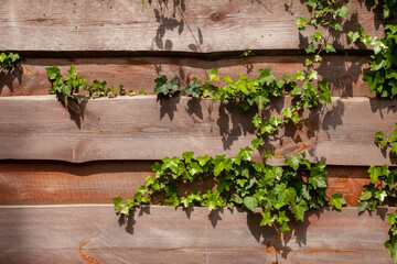 Fototapeta na wymiar Ivy leaves on a wooden hedge. Wood texture. Background.
