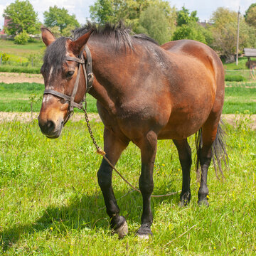 Square photo of a grazing brown horse in a meadow