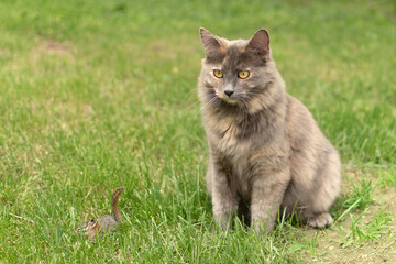 Uncommon female dilute tortoiseshell cat sitting in green lawn after she caught a tiny chipmunk.