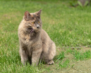 Uncommon female dilute tortoiseshell cat with yellow eyes sitting on green lawn.