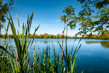Obraz premium reeds on the lake