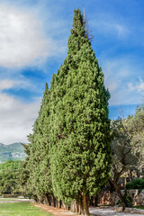 Fototapeta premium Landscaped garden near Famous Sveti Stefan Island. 6 kilometers southeast of Budva. Montenegro.