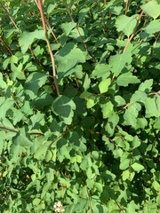Grüner Busch