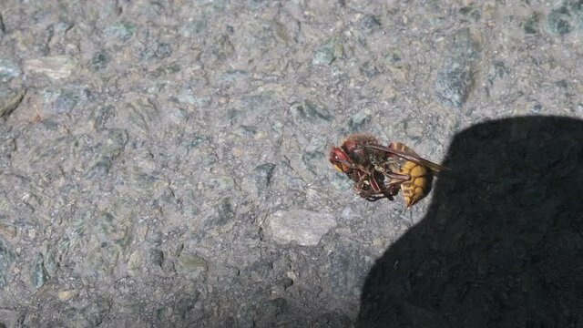 An Asian giant hornet specimen is dead: it lies motionless on the asphalt.