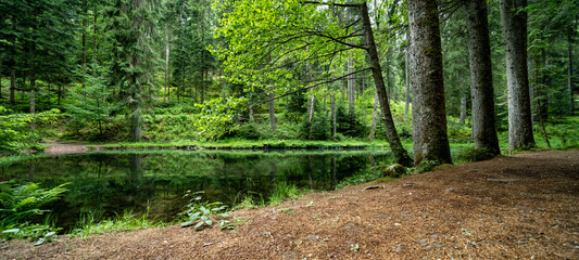 Landscape Panorama Background - Idyllic little lake in the middle of the forest surrounded by trees (Black forest Germany) - obrazy, fototapety, plakaty