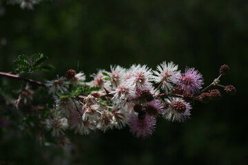 Flor de arbusto nativo de guanajuato uña de gato