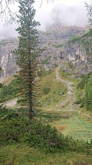Alpine landscape. Dense green vegetation, tall conifers and a background of gray dolomite rocks