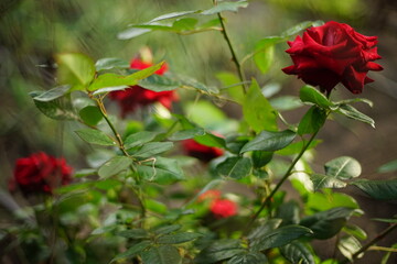 Red roses bush grow in summer garden