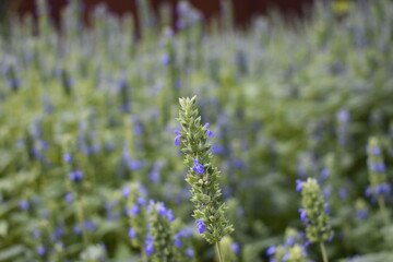 Plants
