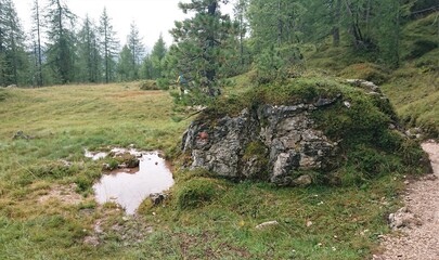 Alpine landscape after the rain. Large puddle in clay soil, mountain boulder overgrown with greenery, meadow, hiking trail © Vadim