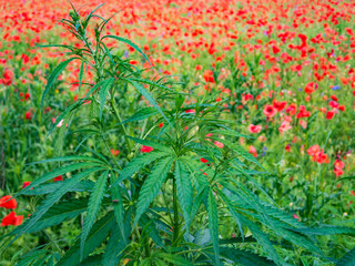 Naklejka na ściany i meble Cannabis plant on poppy field.
