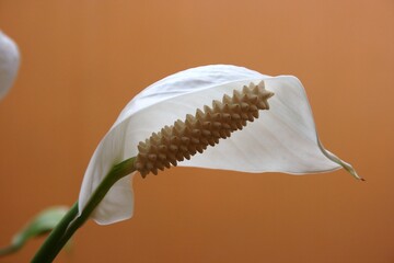 Flor cuna de moisés en etapa de maduración caída.