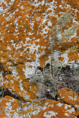 orange linchen on stone and wormwood