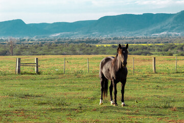 black horse in field with mountains