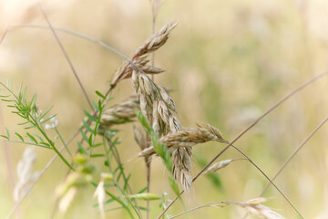 Nature background with wildgrass under sunlight. Selective focus. Plant background.