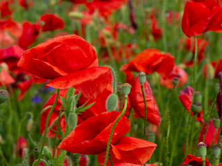 Macro photo of red poppy flowers.