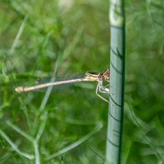dragonfly - libellule