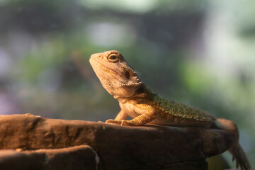 Bearded Dragon