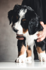 Bernese mountain dog puppy in female hands, care for animals, newborns