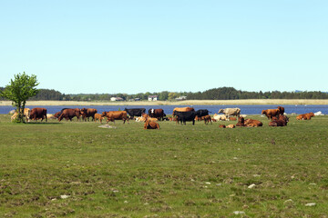 Cows are grazing on field at lake, Hiiumaa, Estonia