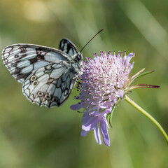 Papillon - Butterfly
