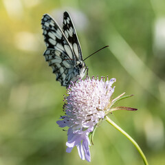 Fototapeta na wymiar Papillon - Butterfly