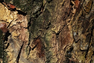 Tree texture