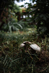 Mushroom In Garden