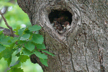 カワアイサの雛