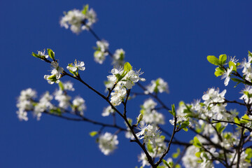 white petals of flowering plum cloudless blue sky