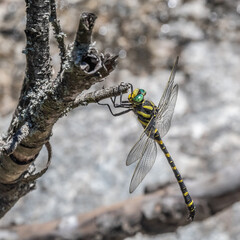 dragonfly - libellule © Bernard