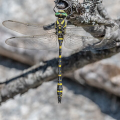 dragonfly - libellule © Bernard